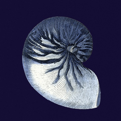 Indigo Shells VII