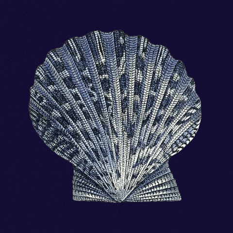 Indigo Shells VIII