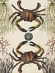Antiquarian Menagerie - Crab