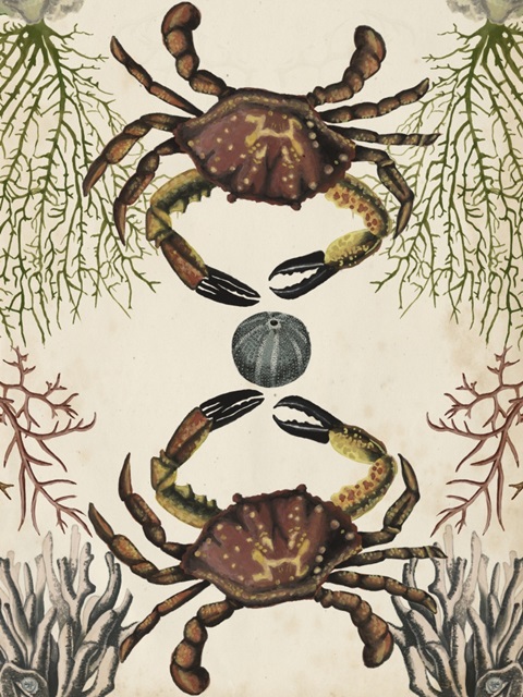 Antiquarian Menagerie - Crab