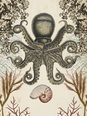 Antiquarian Menagerie - Octopus