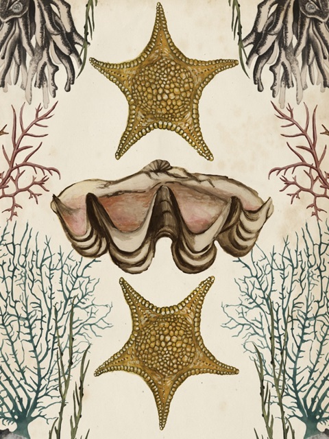 Antiquarian Menagerie - Starfish