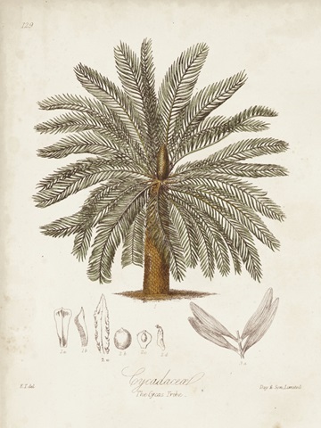 Antique Tropical Palm I