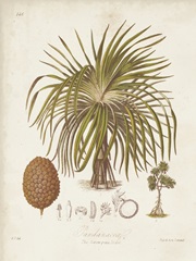 Antique Tropical Palm II