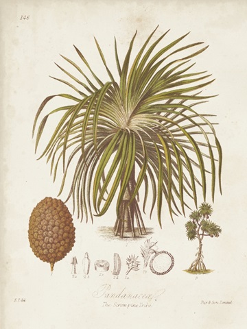 Antique Tropical Palm II