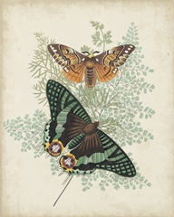 Butterflies and Ferns I