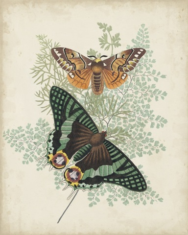 Butterflies and Ferns I
