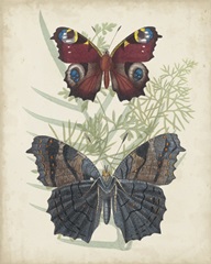 Butterflies and Ferns III