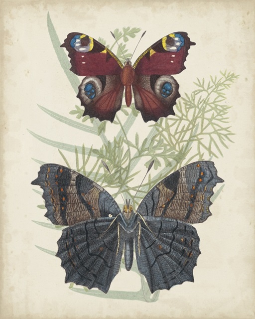 Butterflies and Ferns III