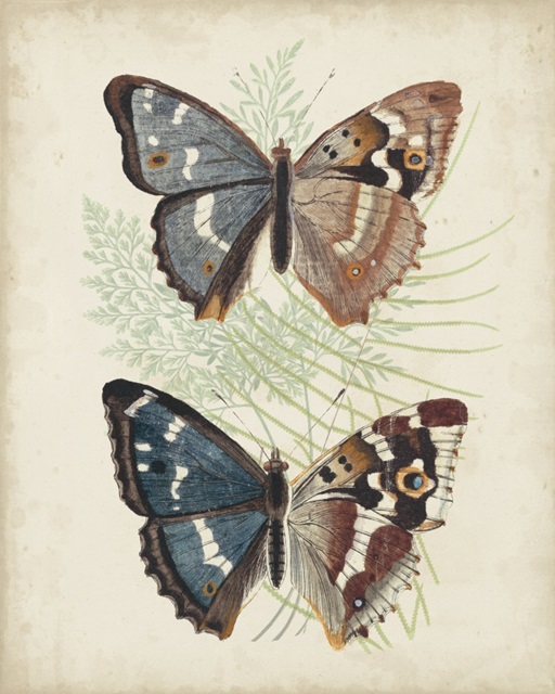Butterflies and Ferns IV