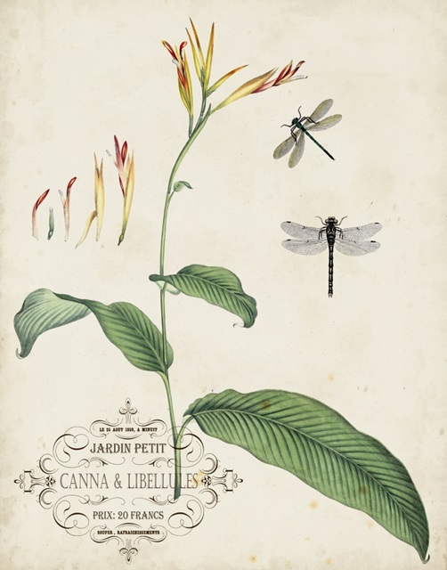 Canna and Dragonflies I