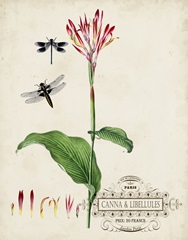 Canna and Dragonflies II