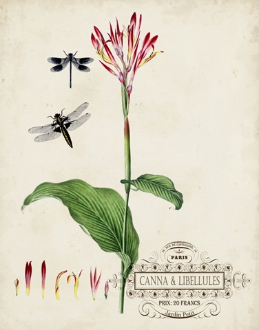 Canna and Dragonflies II