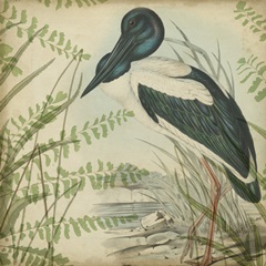 Heron and Ferns I