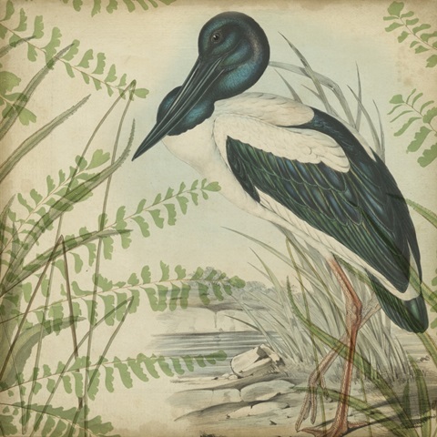 Heron and Ferns I