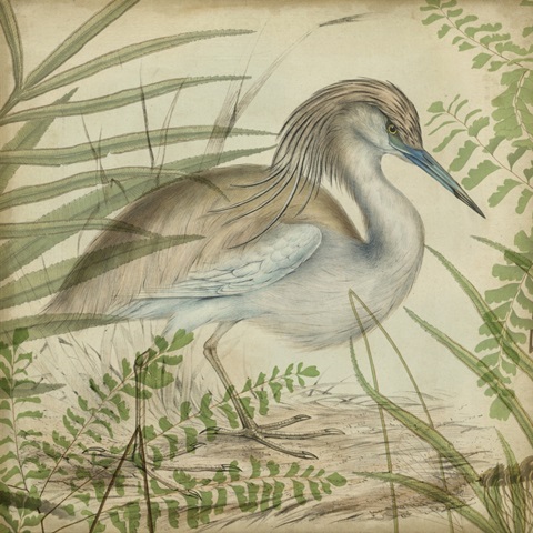 Heron and Ferns II