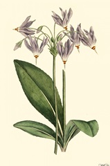 Lavender Florals III