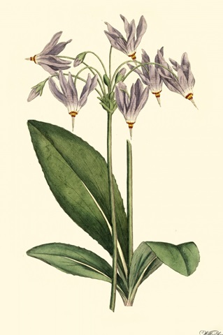 Lavender Florals III