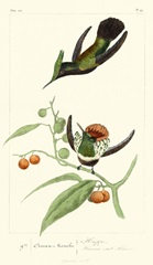 Lemaire Hummingbirds III