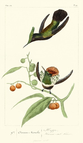 Lemaire Hummingbirds III