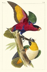 Lemaire Parrots I