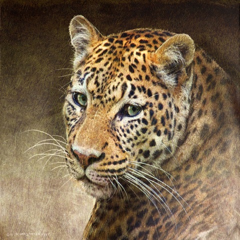 Leopard
