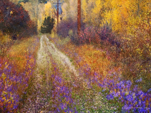 Lost Canyon Larkspurs II