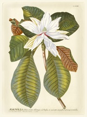 Magnificent Magnolias II