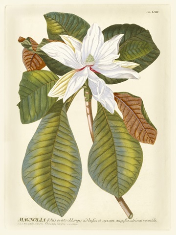 Magnificent Magnolias II