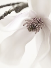 Magnolia Blush I