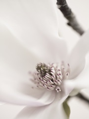 Magnolia Blush II