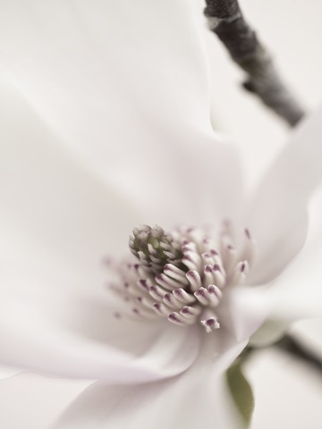 Magnolia Blush II
