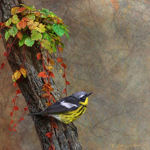 Magnolia Warbler