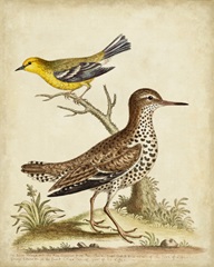 Antique Bird Menagerie I