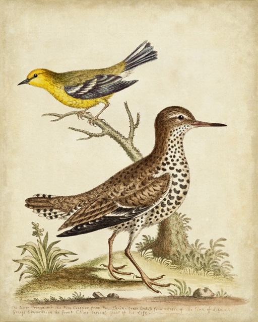 Antique Bird Menagerie I