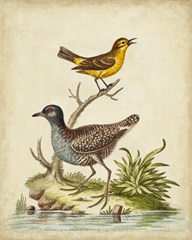Antique Bird Menagerie II