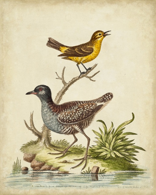 Antique Bird Menagerie II