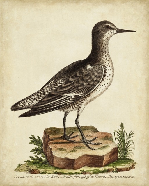 Antique Bird Menagerie V