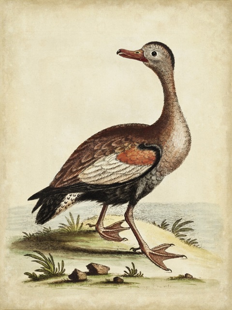 Antique Bird Menagerie VI