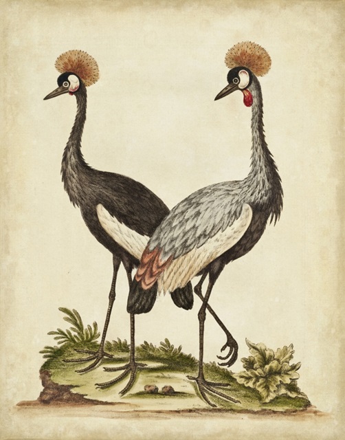 Antique Bird Menagerie VII