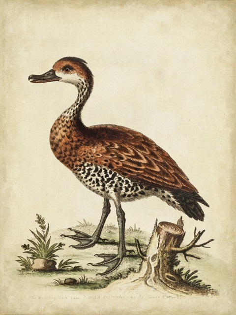 Antique Bird Menagerie VIII