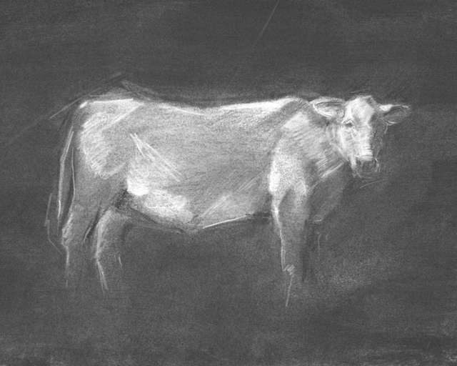 Charcoal Bovine Study I