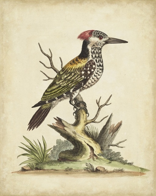 Edwards Woodpecker