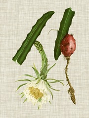 Elegant Tropicals II