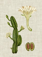 Elegant Tropicals III