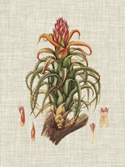 Elegant Tropicals IV