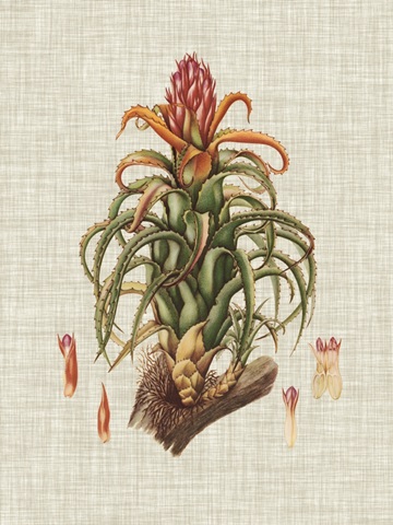 Elegant Tropicals IV