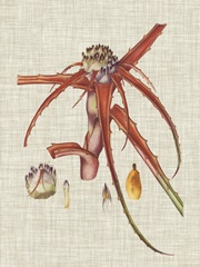 Elegant Tropicals VI