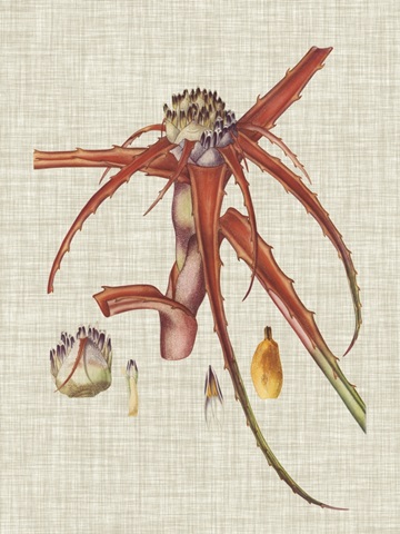 Elegant Tropicals VI