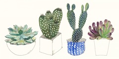 Four Succulents II